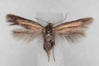 Scythris terrenella