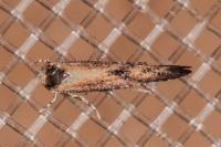 Coccidiphila gerasimovi