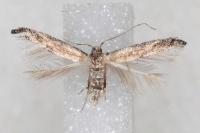 Coccidiphila gerasimovi