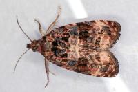 Endothenia oblongana