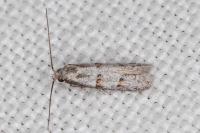Symmocoides oxybiella