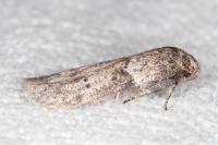 Blastobasis glandulella