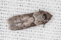Blastobasis glandulella
