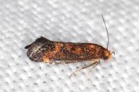 Apodia bifractella