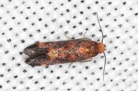 Apodia bifractella