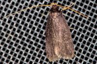 Homaloxestis briantiella