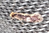 Monopis crocicapitella