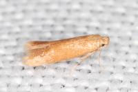 Tischeria