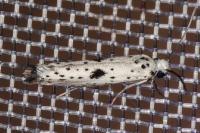 Yponomeuta plumbella