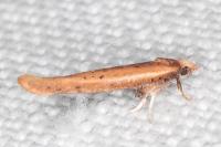 Zelleria hepariella