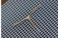 Emmelina monodactyla
