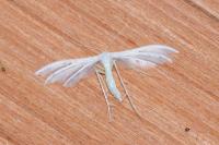 Pterophorus pentadactylus