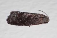 Grapholita molesta