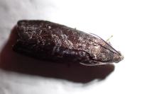 Grapholita molesta
