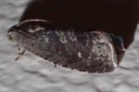 Grapholita molesta