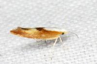 Argyresthia albistria