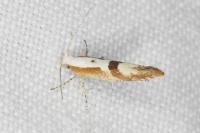 Argyresthia pruniella
