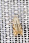 Bucculatrix bechsteinella