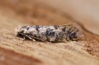 Infurcitinea albicomella