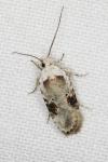 Agonopterix alstroemeriana