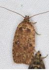 Agonopterix