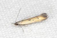 Mesophleps trinotella