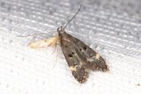 Dichomeris alacella