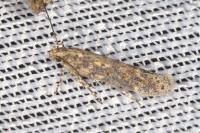 Scrobipalpa ocellatella