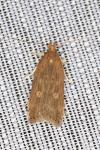Helcystogramma triannulella