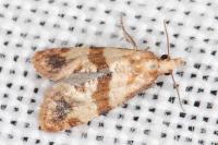 Phalonidia contractana