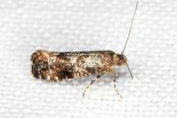 Acrolepia autumnitella