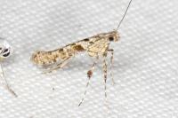 Caloptilia cuculipennella