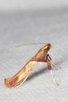 Caloptilia