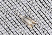 Phyllocnistis