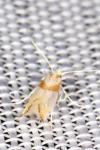 Phyllonorycter roboris