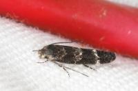 Mompha subbistrigella