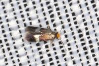 Stigmella