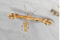 Oxyptilus