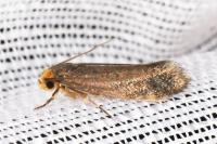 Cephimallota crassiflavella