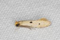 Tinea trinotella