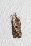 Acleris cristana