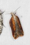 Acleris cristana