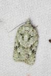 Acleris literana