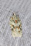 Acleris literana