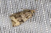 Celypha lacunana