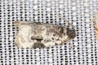 Celypha woodiana