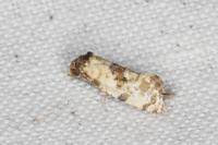 Neocochylis molliculana