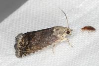 Cydia splendana