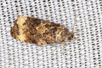 Endothenia