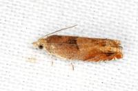 Epinotia tenerana